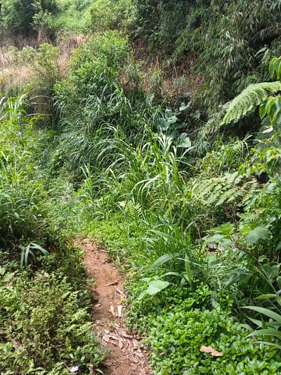 A narrow, muddy path winds through lush, overgrown vegetation. Tall grasses and various leafy plants crowd both sides of the trail. The surrounding greenery appears dense and wild, ascending uphill. Ferns and other broadleaf plants add to the scene's rich texture. The image captures a sense of natural abundance and a path less traveled.