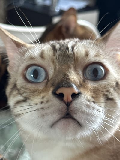 This is a close-up, eye-level, portrait photograph of a light-colored Bengal cat with striking blue eyes. The cat's face fills the majority of the frame, with its eyes wide open and looking directly at the camera. Its fur is a mix of cream and tan with characteristic dark spots and stripes. The cat's nose is a soft pink, and its whiskers are long and white, fanning out from its muzzle. In the blurred background, the top of another cat's head and ears are visible, suggesting another feline companion is present. The lighting appears to be natural, illuminating the cat's facial features. The image does not contain any information about the city of Gornyi Erik, Russia, or any other geographical location.