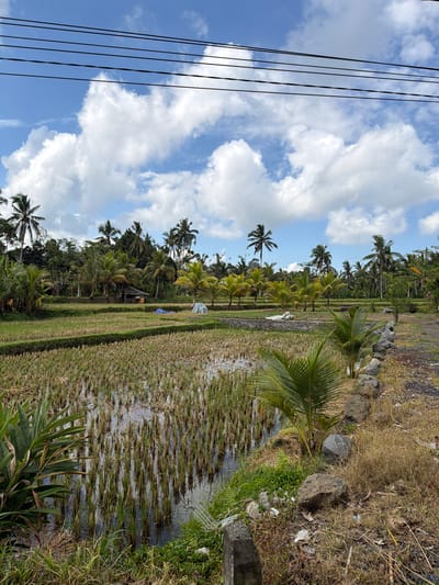 This is a photograph of a rural landscape in Tampaksiring, Indonesia, characterized by lush greenery and rice paddies. The scene is dominated by a bright blue sky filled with fluffy white clouds. Overhead, dark power lines stretch across the frame, cutting through the sky.
In the foreground, a flooded rice paddy is visible, filled with the remnants of harvested rice stalks. The water reflects the sky and the surrounding vegetation. To the left, a large-leafed plant stands prominently.
Beyond the rice paddy, there are tiered rice fields, some of which appear to be cultivated. A small, rustic wooden structure with a thatched roof is situated in the middle ground, partially obscured by foliage. Two white tarpaulins or covers are also visible near this structure, suggesting some form of temporary shelter or storage.
A dense arrangement of palm trees and other tropical vegetation forms a backdrop behind the rice fields, creating a vibrant green wall. Several taller palm trees rise above the canopy. A stone wall, partially overgrown with grass and weeds, lines the edge of the rice field on the right side of the image, separating it from a dirt path or unpaved area. This area on the right also shows dry grass and some scattered litter.
The overall impression is one of a tranquil, agricultural environment bathed in natural light, typical of the Indonesian countryside.