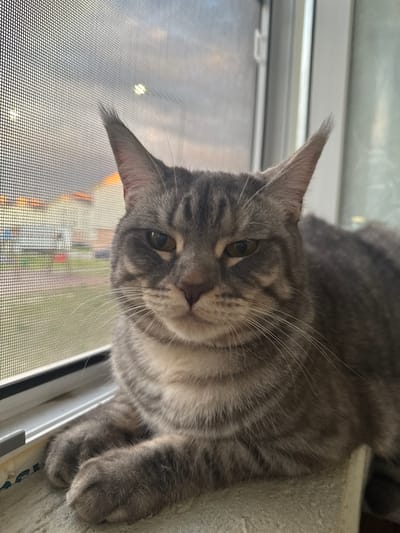 The image shows a close-up of a grey tabby cat sitting on a windowsill. The cat is looking directly at the camera with a slightly stern expression. Its fur is a mix of grey and black stripes. The windowsill is made of a textured, light-colored material, and there is a white window frame behind it. Through the window, a screened-in view of the outdoors is visible. The sky appears overcast with some hints of sunset colors. In the background, out of focus, there are some buildings and what appears to be a grassy area. The scene does not contain any specific indicators that place it in the city of Kuyuki, Russia.