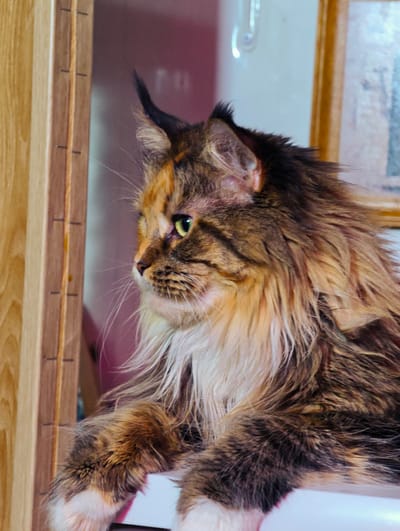 A calico Maine Coon cat with green eyes and long, shaggy fur is shown in profile, looking to the left. The cat has tufted ears and white paws. It is positioned on a light-colored surface, with its front paws visible. To the left of the cat is a wooden structure with visible vertical lines and small horizontal markings. In the background, a wall is visible with a blurry pinkish-purple hue and a white reflective surface with an indistinct shape. The overall environment appears to be indoors, with soft lighting. There is no indication of the specific location in Abakan, Russia, beyond the general context of an indoor setting.