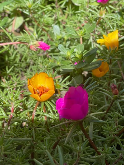 The image shows a close-up view of several blooming purslane flowers. The flowers are a vibrant mix of orange and fuchsia pink, with some yellow flowers also visible. They are surrounded by lush green, needle-like foliage, characteristic of purslane plants. The lighting suggests it is daytime, with sunlight filtering through the leaves and casting shadows. There is no indication of people or any urban environment; the scene appears to be in a garden or natural setting. The location in Кызыл-Тоо, Kyrgyzstan is not visually represented in the image.