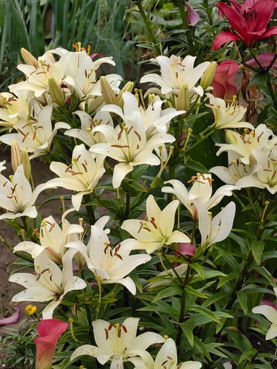 A close-up, eye-level shot displays a cluster of white lilies in bloom, interspersed with buds. Some lilies exhibit a slight yellow hue. Their brown-tipped stamens are prominently featured, and water droplets are visible on some petals. Among the white lilies, a few red lilies are partially visible in the background, adding a contrasting color. The flowers are surrounded by lush green foliage. The scene is captured in an outdoor setting, likely a garden, with a hint of soil in the foreground. The image appears to be taken during the day, with diffused lighting. There are no people or animals in the frame. The location is described as Дзямідавіцкі сельскі Савет, Belarus.