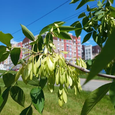 A close-up view captures a tree branch with vibrant green compound leaves and numerous clusters of developing, light green samaras, indicative of an ash tree. The samaras hang pendulously, catching bright sunlight which creates distinct shadows on some leaves and the out-of-focus, manicured green grass in the foreground. In the background, beneath a clear, bright blue sky with visible utility lines, stands an urban landscape in the city of Pervomaysky, Russia. Several modern, multi-story residential buildings are visible, displaying facades in colors such as terracotta-red, beige, and white. A paved surface, possibly a road or sidewalk, is partially visible on the lower left, with indistinct vehicles in the distance. No individuals are present in the scene.