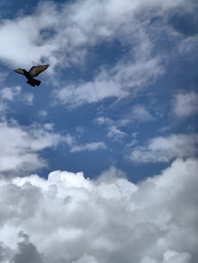 A solitary pigeon is captured in mid-flight against a backdrop of a bright blue sky dotted with fluffy white and gray clouds. The bird, seen from below, has its wings outstretched, its body a dark silhouette. The scene is devoid of any identifiable landmarks or structures that would suggest a specific location within Bahang, India. The image is purely focused on the bird and the sky.