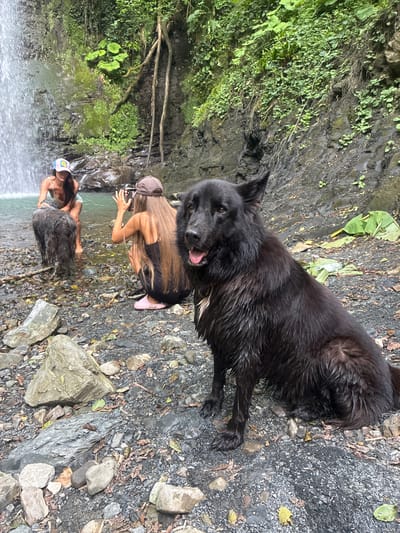 A black dog stands on a rocky shore next to a waterfall. Two people are also present, one crouched down, and the other sitting. The dog appears wet, likely from playing in the water. The area is lush with green vegetation, suggesting a natural, outdoor setting. The lighting suggests it is daytime.