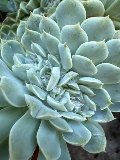 This close-up image presents a vibrant succulent plant, likely an Echeveria, seen from a top-down perspective in Carrizal, Venezuela. The plant features numerous thick, fleshy leaves arranged in a dense, spiraling rosette pattern. The leaves are predominantly a soft, muted blue-green or mint green, with a powdery, farinose coating visible, particularly on the more mature outer leaves. Some leaf tips exhibit a subtle reddish or brownish tint.
A notable detail is the presence of clear water droplets scattered across the leaves, particularly concentrated in the central growth point and on the inner leaves. These droplets glisten, reflecting light and enhancing the texture of the plant. The lighting appears soft and natural, suggesting daytime conditions, possibly after rain, heavy dew, or a recent watering.
The background is softly blurred, providing minimal context beyond hints of darker areas that could be other foliage or soil, indicating an outdoor or potted environment. There are no people, visible text, or specific activities taking place. The image emphasizes the intricate structure and natural beauty of the succulent, conveying a sense of freshness and calm.