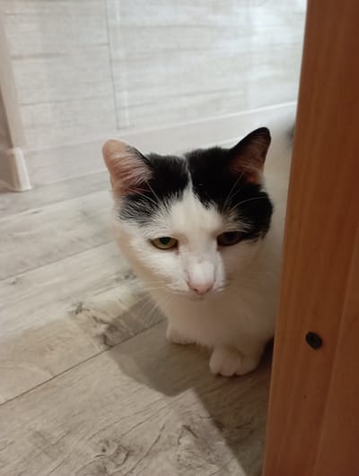 A black and white cat is sitting on a wooden floor next to a wooden post. The cat is looking to the left with its head slightly tilted. The floor is made of light-colored wooden planks. The background is a light-colored wall with vertical lines. There is a shadow cast by the cat on the floor. The image was taken in a room in Ulan-Ude, Russia.