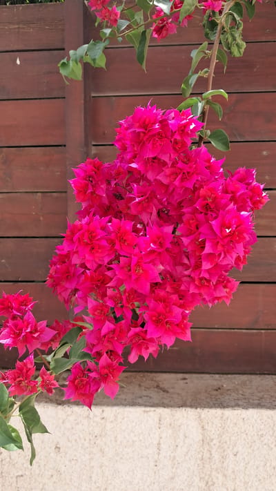 The image shows a close-up view of a vibrant cluster of fuchsia bougainvillea flowers, cascading from a branch. The flowers, with their delicate, layered petals, dominate the center and right side of the frame. To the left and trailing downwards, more clusters of bougainvillea and green leaves are visible. The background consists of a wooden fence with vertical planks, painted a dark reddish-brown. To the far right, a textured, light-colored wall is partially visible. The lighting suggests it is daytime, possibly with bright sunlight given the vivid colors of the flowers. There are no people or any discernible activity taking place. The setting appears to be outdoors, potentially a garden or a patio area, with the wooden fence and textured wall suggesting a Mediterranean or similar climate, consistent with the provided location context of Limassol, Cyprus. There is no visible text in the image.