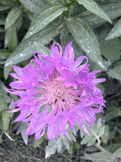 A close-up shot showcases a vibrant purple flower with delicate, spiky petals against a backdrop of green foliage. The flower's center is a cluster of fine, feathery filaments in a lighter shade of purple, with hints of tan. Two small, dark insects, likely flies, are visible on the central part of the flower, suggesting it is in bloom and attracting pollinators. The surrounding leaves are elongated and have a slightly fuzzy texture, with some appearing to have small white speckles. The overall scene is natural and appears to be outdoors, possibly in a garden or wild setting. The lighting suggests it could be daytime, with soft light illuminating the flower. The image provides a detailed look at the intricate structure of the flower and its immediate surroundings. There is no visible text in the image.