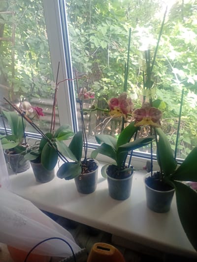 This is a medium-shot, eye-level, indoor photograph of several potted orchid plants situated on a white windowsill. The orchids are in various stages of bloom, with some featuring delicate pink and yellow petals, while others display primarily green foliage. The plants are in clear plastic pots, allowing visibility of their roots and planting medium. Behind the orchids, a window reveals a dense backdrop of lush green foliage, suggesting an outdoor setting, likely a garden or yard. The light filtering through the leaves creates a dappled effect. The overall scene suggests a domestic environment, possibly a home in Myrhorod, Ukraine, where indoor plants are being cultivated. The absence of any individuals or overt actions indicates a still-life composition focused on the flora.
