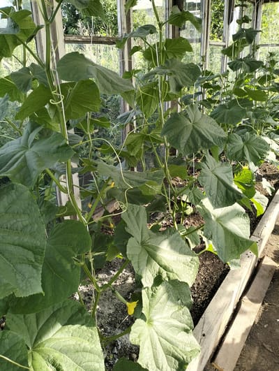 The media file captures a close-up view of cucumber plants growing in a greenhouse. The subjects are the lush green cucumber plants, characterized by their large, lobed leaves and slender stems, which are being trained upwards with the aid of white twine. Small yellow cucumber flowers are visible, along with a nascent cucumber fruit peeking from behind a leaf. The plants are growing in soil within a raised wooden bed.

The setting is a greenhouse with visible glass panes and wooden framing. Through the panes, glimpses of trees and foliage suggest an outdoor environment beyond the structure. The sunlight is dappled, indicating it is likely daytime, possibly late morning or early afternoon, with clear or partly cloudy weather allowing sunlight to filter into the greenhouse.

There are no people or animals in the image. The scene is peaceful and focused on the growth of the plants. The location cues, such as the greenhouse structure and the type of vegetation, align with an agricultural or horticultural setting. No text is visible in the media file. The overall impression is one of healthy plant growth and cultivation within a controlled environment. The wooden planks lining the raised bed are weathered and show signs of use.