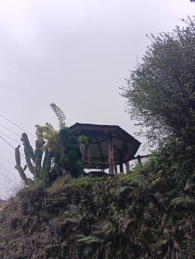 The image depicts an octagonal wooden gazebo situated on a densely vegetated, elevated mound or embankment in Makilala, Philippines, under an overcast sky. The gazebo features a dark, sloped roof and is supported by visible wooden posts. To the left of the gazebo, several large, multi-segmented cacti are prominently positioned amongst other green foliage, including slender, upright plants and a shrub with lighter-colored leaves. The steep face of the mound below the gazebo is covered in various types of ferns, shrubs, and ground cover. In the upper left quadrant, several utility lines traverse horizontally. A large, dark green tree or dense shrub occupies the right side of the frame, partially obscuring the gazebo. No individuals or discernible activities are present. The scene is illuminated by diffused light, consistent with the cloudy conditions.
