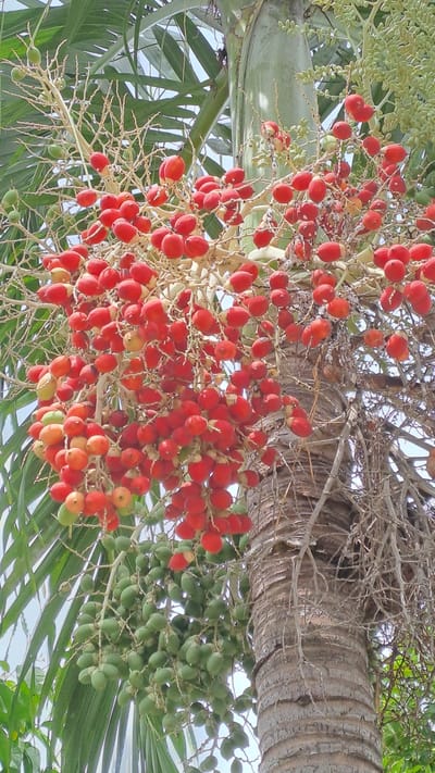 In Lhokaweawe, Indonesia, a close-up shot captures a segment of a palm tree trunk with clusters of ripening fruit. The trunk exhibits a rough, textured bark, with dried fronds and tendrils hanging from it. To the left of the trunk, bunches of red, oval-shaped palm fruits are prominently displayed, interspersed with some immature green fruits. The background consists of blurry green foliage and a bright, overcast sky.