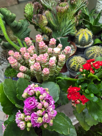 This media file is a top-down shot of a collection of potted succulents and flowering plants. The subjects are primarily various types of succulents, including a crested cactus with green and purplish hues, and several round, striped cacti with yellow and green markings. There are also two clusters of blooming plants: one with vibrant red flowers and another with purple flowers. In the foreground, a succulent with stacked, layered green and pink leaves is prominently featured. The plants are arranged in pots, suggesting an indoor or sheltered outdoor setting, possibly a nursery, garden center, or a home collection. The lighting appears to be natural, casting soft shadows and highlighting the textures of the plants. No people are visible, and there is no discernible text in the image. The overall impression is one of a diverse and healthy plant display.