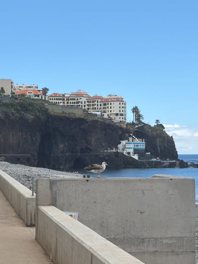The image shows a coastal scene in Funchal, Portugal. In the foreground, a weathered concrete barrier is prominent, with a seabird perched on its edge. The background reveals a cliffside densely populated with multi-story buildings and vegetation. Further out, the ocean meets the sky, with a distant landmass visible on the horizon.