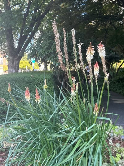 The image captures a close-up view of flowering plants, likely Red Hot Pokers (Kniphofia), in an outdoor setting. The flowers are tall and spiky, with a gradient of colors ranging from white at the tips to pink and orange towards the base. Some of the flower stalks appear to be spent, with dried brown remnants, while others are in full bloom. The foreground is dominated by lush, green, grass-like foliage of the flowering plants. In the background, a neatly trimmed green hedge runs horizontally, suggesting a garden or park environment. Beyond the hedge, there are glimpses of trees with dark bark and green leaves, and in the distance, buildings and a road are faintly visible. A paved pathway is also present, hinting at a park or landscaped area. The lighting suggests it might be daytime, possibly late afternoon, given the dappled sunlight filtering through the trees. The overall impression is one of a well-maintained garden in a suburban or urban environment. There is no visible text in the image. The rotation of the image is such that the foreground flowers and foliage appear to be on the left side of the frame, and the background elements are on the right, as if the photo was taken looking sideways. The context provided indicates the location is Burnaby, Canada.