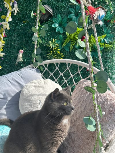 A gray cat with yellow eyes sits on a decorative swing. The swing is suspended by thick ropes and is adorned with faux greenery and berries. The cat is positioned on plush pillows, one light blue and one white, with another pink fluffy pillow behind it. The background is a dense wall of artificial green foliage. The overall setting appears to be an outdoor decorative space, possibly a garden or patio. The location of Ravnishta, Bulgaria is not depicted in the image.