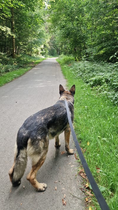 The media file shows a German Shepherd dog on a paved path through a wooded area. The dog is wearing a black leash. The path is bordered by lush green grass and dense trees with green foliage. The path recedes into the distance, suggesting a clear day with sunlight filtering through the trees. The setting appears to be a park or nature trail. The image is taken from a high angle, looking down at the dog and the path. The time of day appears to be daytime, with ample natural light. The overall mood is peaceful and serene, as the dog seems to be enjoying a walk. There is no visible text in the image.