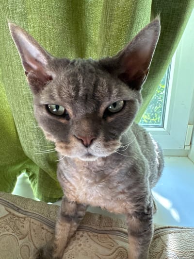 The media file shows a close-up, top-down view of a Rex cat with curly, gray fur. The cat is lying down on a textured green fabric, with its head tilted towards the camera. The cat's large, green eyes are wide open, and its ears are pointed upwards. Sunlight streams in from a window, casting a bright glare on the cat's fur and illuminating the scene. The background shows a window with a view of green foliage, suggesting an outdoor environment. The lighting and shadows indicate it is daytime, likely afternoon, given the angle of the light. The cat appears alert and curious, possibly observing something outside the frame. The overall mood is peaceful and serene. No text is visible in the image. The location context is Zassovskaya, Russia, which aligns with the possibility of the cat being indoors near a window with a view of nature.