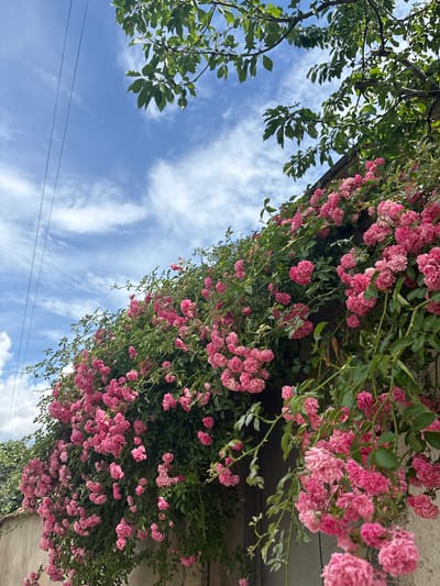 The image depicts a vibrant cascade of pink roses adorning a wall in Strelcha, Bulgaria. The roses are densely packed, creating a lush tapestry of color against a backdrop of green foliage. The sky above is a brilliant blue, interspersed with wispy white clouds. In the upper left quadrant of the image, two thin black wires are visible against the sky, likely part of an overhead power or communication line. The roses appear to be climbing a textured, light-colored wall, possibly made of stucco or stone. The overall scene conveys a sense of natural beauty and tranquility, typical of a sunny day in a garden setting.