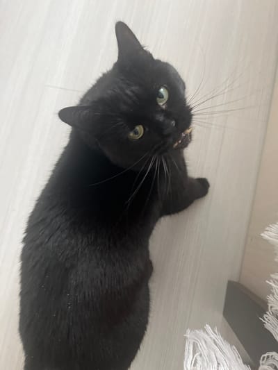 A high-angle, full-body shot captures a black cat standing on a light-colored, wood-planked floor. The cat is looking upwards towards the camera with wide, green eyes. Its mouth is slightly open, revealing what appears to be a piece of food or treat. Long, white whiskers fan out from its muzzle. The cat's fur is sleek and appears to have some light-colored specks, possibly dust or dandruff, scattered across its body. In the background, to the right of the cat, is a dark-colored object, possibly furniture, and a fringe of white material, which could be part of a rug or textile. The overall scene is indoors, in what could be a residential setting within Негарэльскі сельскі Савет, Belarus.