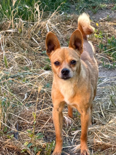 A tan Chihuahua mix dog stands facing the camera in a field of dry grass and green weeds. The dog has large, alert ears and its tail is curled up over its back. The background is a blur of greenery and dry vegetation, suggesting an outdoor, rural setting. The image was taken in the city of Slavyani, Bulgaria.