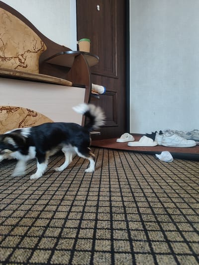 In an interior space, a medium-sized dog with black, white, and tan fur is walking on a brown, grid-patterned carpet. The dog's tail is held high and appears fluffy. To the right of the dog, on a dark mat, are several pairs of footwear, including white slides and white sneakers. A dark wooden door is visible behind the dog, and to the left, there is a piece of furniture with a patterned upholstery and a small shelf holding a paper cup. The background features a light-colored wall. This scene is located in Svietlahorsk, Belarus.