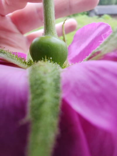 This is a close-up, low-angle photograph of a small, unripe green fruit atop a fuzzy green stem, surrounded by vibrant pink petals. A person's hand, with soft pink skin, is visible in the upper left corner, appearing to gently hold the stem. The background is blurred, showing hints of green foliage and what appears to be a wooden structure, suggesting an outdoor, possibly rural or garden setting. The lighting is natural, casting soft shadows and highlighting the textures of the plant. The image does not provide specific geographic information about Чухлэм, Russia.