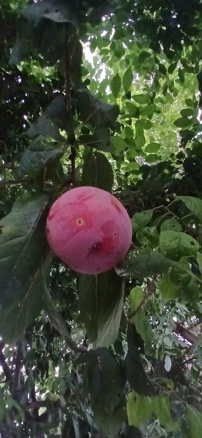 A single, ripe plum hangs from a branch amidst lush green foliage. The plum is a vibrant reddish-pink, with a slight sheen indicating its ripeness. Two small, dark indentations are visible on its surface, resembling eyes, giving it a somewhat anthropomorphic appearance. The surrounding leaves are a deep green, some appearing damp, suggesting a recent watering or dew. The background is a dappled display of sunlight filtering through the dense canopy of leaves, creating a play of light and shadow. The overall impression is one of natural abundance and ripeness.
The scene is located in Andijan, Uzbekistan, a city known for its fertile agricultural lands and abundant fruit orchards. This plum, likely growing on a local tree, is a testament to the region's rich horticultural heritage.