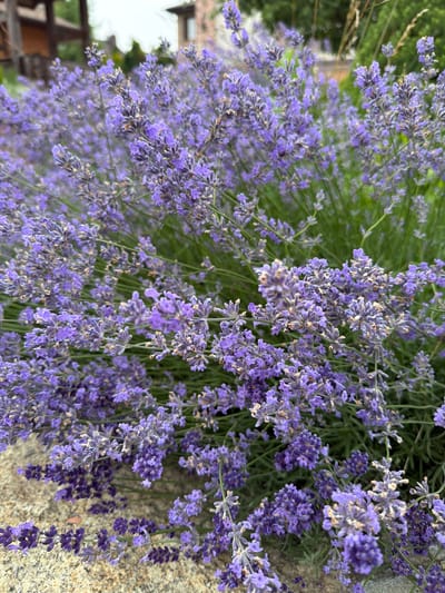 The image shows a close-up view of a large bush of blooming lavender flowers. The lavender is a vibrant purple color with slender green stems and leaves. The flowers are clustered in spikes, and some of the individual florets are clearly visible. In the background, out of focus, there are hints of structures that appear to be buildings made of stone and wood, possibly a house or an outbuilding, with some greenery also visible. The ground in the foreground is textured, appearing to be a stone or concrete surface. The lighting suggests it is daytime, with soft natural light illuminating the scene. The image is taken at ground level, focusing on the lavender plants. The location is described as the city of Дорожный, Russia.