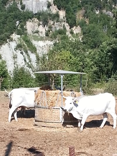 Two white oxen are standing in a dry, dusty enclosure in front of a hay feeder in the city of Valle Castellana, Italy. The ox on the left is facing away from the camera, while the ox on the right is facing left and appears to be eating from the feeder. The oxen are light-colored with visible horns and are tagged with yellow ear tags. The hay feeder is a circular metal structure filled with dried hay, covered by a metal roof supported by poles. In the background, a steep, rocky hillside is covered with dense green trees and bushes. The ground is dry and covered with scattered straw and debris.