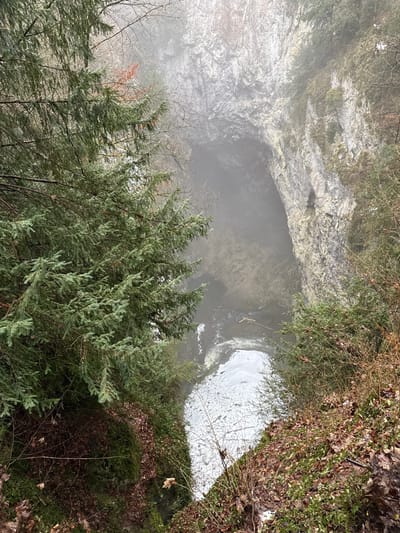An aerial perspective depicts a natural chasm within the city of Vilémovice, Czechia, consistent with the Macocha Abyss. The scene is dominated by a deep, fog-filled limestone gorge. The steep, rocky cliff faces, greyish-white in color and partially obscured by mist, descend into a dark opening at the bottom, suggesting a cave system entrance. A body of water, likely a river or stream, flows through the base of the chasm, exhibiting white turbulence and foam in certain sections. The foreground features dense evergreen conifers on the left side, covered in green needles, while the right and lower foreground display bare deciduous trees and shrubs, some with reddish-brown foliage, along with moss and brown leaf litter on the ground. The overall atmosphere is misty and muted, with diffused light indicating an overcast condition. No individuals or artificial structures are visible within the frame.