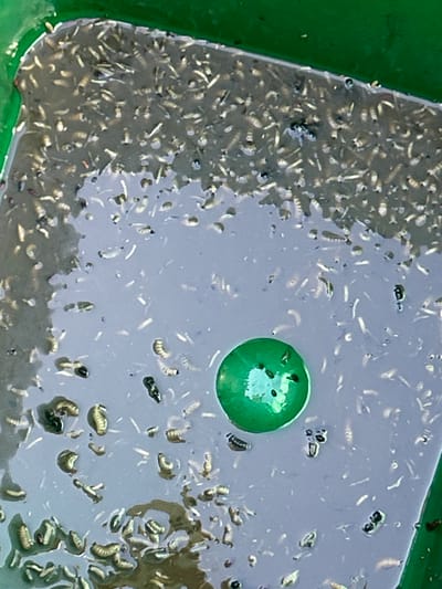 The media file is a close-up, high-angle shot of a green container filled with murky water and numerous small, segmented organisms that appear to be larvae or some type of aquatic invertebrate. The organisms are mostly light-colored with some darker individuals scattered among them. They are densely packed in the water, especially towards the left side of the container. In the center of the container, there is a bright green, spherical object, possibly a ball or a large bead, which stands out against the duller tones of the water and larvae. The water's surface reflects some light, and the green rim of the container is visible on the left and top edges of the frame. There are no people visible. The setting appears to be outdoors, given the lighting, but no specific environmental details like weather or time of day can be discerned. The activity appears to be a collection or observation of these organisms in water, possibly for study, pest control, or as a food source. There is no visible text in the media file. The location context is Kadewatta, Sri Lanka.