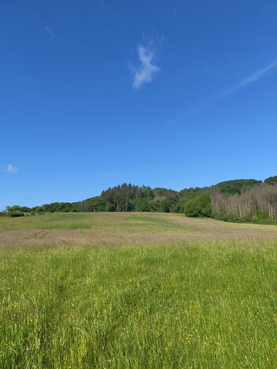The image presents a landscape in Mettlach, Germany. On the right, there is a field of vibrant green grass with a slightly browned patch closer to the center. A line of trees, a mix of green and some with bare trunks, runs along the boundary between the field and the bright blue sky that dominates the left side of the image. A small white cloud is visible in the sky near the bottom left corner.