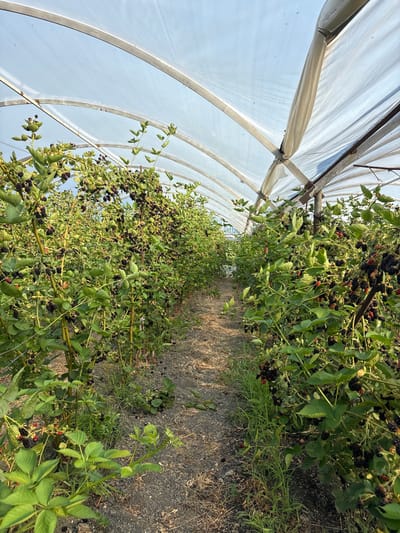 This media file depicts a view from inside a greenhouse, looking down a row of blackberry plants laden with ripe fruit. The greenhouse structure is visible on the left, with its translucent plastic sheeting supported by curved metal beams. The blackberry plants, with their lush green leaves and dark, plump berries, fill the majority of the frame, stretching along the length of the greenhouse. The ground appears to be a mix of soil and dry grass or straw, suggesting an outdoor or semi-outdoor agricultural setting. Sunlight filters through the greenhouse covering, creating a warm, bright atmosphere. The image appears to be taken during the daytime, likely in the late afternoon or early evening given the quality of light. There is no visible text in the image. The scene suggests a productive harvest or the preparation for one.