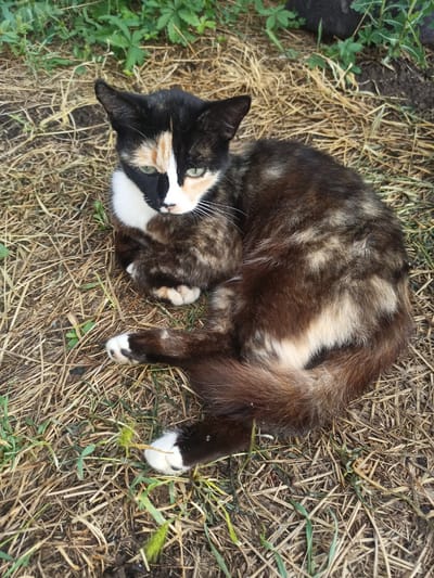 A calico cat with green eyes is lying curled on dry grass and some green foliage. The cat has black, white, and reddish-brown patches of fur. Its paws are white. The background consists of more dry grass and green plants. The scene is outdoors, appearing to be in a yard or natural area. The location is identified as Ryabichev, Russia.