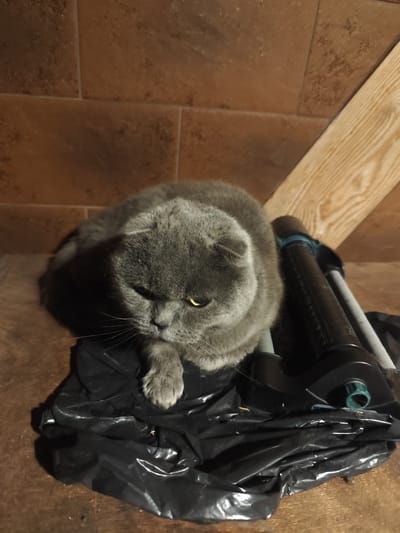 The image depicts a grey Scottish Fold cat lying on a crumpled black plastic bag. The cat has its head lowered and its left paw resting on the bag. The background consists of tiled walls and wooden beams. The scene is likely an indoor location, possibly a storage area or garage. The location of Prolesha, Bulgaria, is not evident from the image itself.