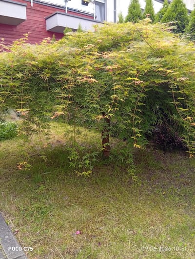 The image shows a weeping Japanese maple tree with finely dissected green leaves and some reddish-brown new growth. The tree is situated in a grassy area in front of a building with a red wooden facade and light grey rectangular planters. In the background, several conical evergreen trees are visible. The ground is covered in patchy green grass with some dry patches and scattered fallen pink petals. A concrete border is visible in the lower left corner, and a timestamp "09.06.2026 10:51" is present in the lower right corner. The scene appears to be in Wilczyce, Poland, as indicated by the metadata associated with the image. There are no people or animals depicted.