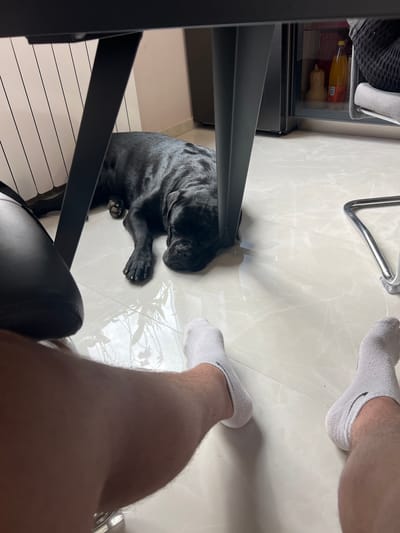 An overhead shot captures a cozy indoor scene from the perspective of a person sitting at a table. The person's bare legs and feet, clad in white low-cut socks featuring the "NIKE" logo, are visible in the foreground and top right.

Resting on the light-colored, subtly marbled tiled floor, a black dog, possibly a French Bulldog or similar short-nosed breed, lies peacefully near the person's feet, partially obscured by the dark metal legs of a table or desk. The dog is curled up, with its face resting on its paws. The floor shows some reflections, possibly from a nearby light source or spilled liquid.

To the left, a portion of a black metal furniture piece, likely a table or desk, is visible. Behind it, a compact, glass-front refrigerator or cabinet contains a yellow bottle (possibly juice) and a light-colored butternut squash. Part of a chrome chair leg is also visible in the upper right background. The general setting appears to be a home, possibly a kitchen or dining area, in Aprilovo, Bulgaria, during daytime, given the ambient light and shadows. The scene conveys a calm and relaxed atmosphere.