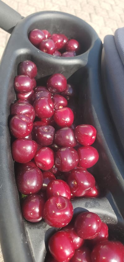 The image shows a close-up, high-angle view of a pile of ripe, dark red cherries nestled in a black plastic holder, likely part of a stroller or similar item. The cherries are plump and glossy, with some reflecting the bright sunlight. The texture of the cherries is smooth, and the deep red color is characteristic of ripe fruit.
The holder itself is dark, matte black, with a molded shape designed to contain the cherries. A textured, dark grey fabric is visible in the upper part of the frame, which appears to be part of the larger object to which the holder is attached. The background is out of focus, showing a light-colored, textured surface that suggests paving stones or a similar outdoor ground.
The lighting indicates it is daytime, with strong sunlight creating highlights on the cherries. The overall impression is of a fresh, natural scene, possibly captured during an outing. The setting appears to be outdoors, given the bright sunlight and the paving stones. There is no visible text in the image. The focus is entirely on the abundance of cherries. The location context of Achern, Germany, suggests this could be a scene from a local park or during a family outing in the region.