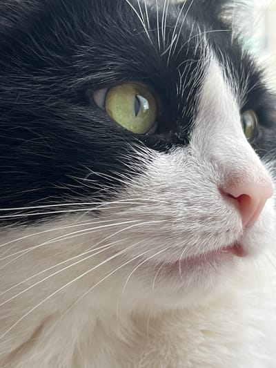 This is a close-up, overhead shot of a black and white cat's face. The cat's green eyes are prominent, with reflections visible in them. The cat's pink nose and white whiskers are also clearly visible, as is its fur, which is a mix of black and white. The lighting suggests it is daytime, and the setting appears to be indoors, with the light coming from above and to the side. The image focuses on the cat's facial features, creating an intimate and detailed portrait. No text is visible in the image.