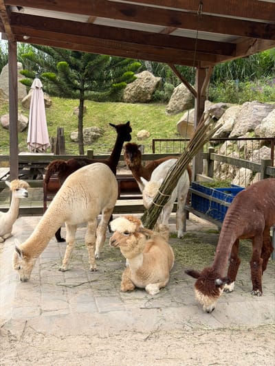 A group of alpacas occupies a partially paved area beside a wooden structure. One alpaca is lying down, while others are standing, and a few are reaching to eat from a bundle of sticks. A mix of light and dark colored alpacas are present. A blue bin sits behind some alpacas, potentially containing food. The area opens to a grassy area with rocks, plants, and trees.