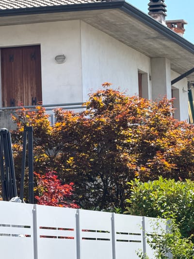 The media file shows an exterior view of a building with a tree in front of it. The building appears to be modern with white walls and a concrete roofline. There are some windows visible on the building, one with wooden shutters. A round outdoor light fixture is also present on the wall.
In front of the building, a tree with vibrant foliage is prominent. The leaves are a mix of yellow, orange, and red, suggesting it might be autumn. To the right of the tree, a modern white structure with vertical rectangular cutouts is visible, possibly a fence or decorative element. Green foliage from another tree is also present, contrasting with the colorful leaves of the main tree.
The scene is lit by sunlight, casting shadows and highlighting the textures of the building and the leaves. The sky is clear and blue, indicating fair weather. The overall impression is a bright and pleasant outdoor setting, likely in a residential or commercial area. There is no text visible in the image. The perspective is from below, looking upwards towards the building and the tree.