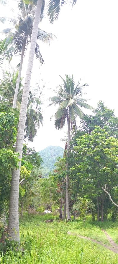 The image shows a tropical scene, likely in Baan Chaloklum, Thailand, due to the presence of coconut palms and lush vegetation. Several tall coconut trees with gray trunks stretch across the foreground. In the background, a densely forested area and a mountain can be seen. A narrow path runs along the right side of the image, bordered by tall green grass. The sky is bright and largely featureless, suggesting it is daytime. The overall impression is of a rural or semi-rural environment, with a focus on the natural landscape.