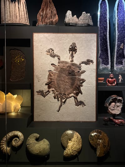 The image depicts a display of geological and paleontological specimens, likely within a museum or educational exhibit in San Pedro Garza García, Mexico. Centered is a large fossil turtle skeleton embedded in a rectangular matrix. Flanking the central display are various items, including geodes with amethyst crystals, carved figures, and diverse fossils of ammonites and other invertebrates. One display case has an unidentified yellowish rock formation. The objects are mounted on a dark, multi-paneled wall, possibly with integrated lighting. A horizontal clear bar is visible at the lower edge of the frame.