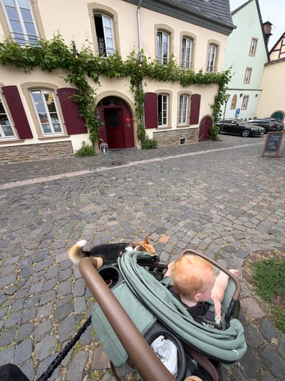A medium shot depicts a cobblestone street in Meisenheim, Germany. A baby with light ginger hair is in a green stroller. A black, brown, and white dog stands beside the stroller. The buildings on the left side of the street feature beige facades, red-maroon shutters, and climbing green vines. In the background, a black car is parked next to a chalkboard menu. The photo is slightly tilted.