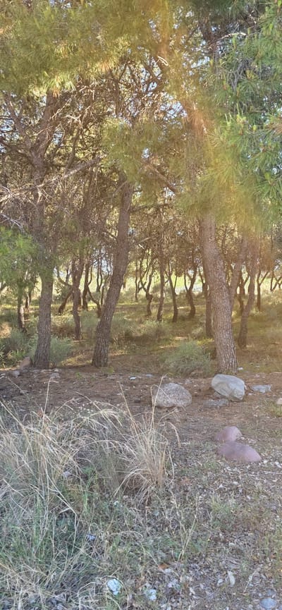 The image depicts a pine forest in Canet d'en Berenguer, Spain. The scene is composed of rows of mature pine trees, their trunks aligned and receding into the background. The ground is covered with dry vegetation, fallen pine needles, and small rocks. Two larger stones are visible near a tree. Sunlight filters through the tree canopy, creating dappled light and shadow effects on the forest floor. There are no people or animals visible in the image.