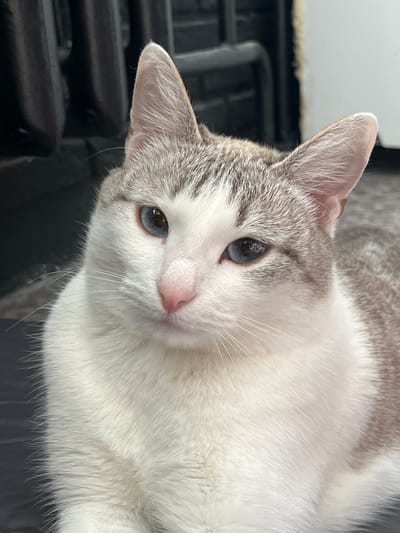 A cat with white and grey fur and blue eyes is looking at the camera. The cat is indoors. Neftekamsk, Russia is not mentioned in the image, and cannot be verified.