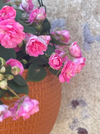 This is a close-up, eye-level, vertical shot of vibrant pink flowers in a textured orange pot against a mottled, greyish-brown wall. The flowers, likely a type of rose or begonia, have multiple layers of delicate petals. Some are fully bloomed, while others are still in bud form, with a cluster of pale green buds visible in the lower left. The wall behind the pot appears to be textured and has several dark, amorphous splotches and lighter, gray abstract shapes that could be lichen or stains. The lighting suggests it's daytime, with soft shadows indicating diffuse light. The setting is likely outdoors, given the plant and the wall material. The specific location in Tatar, Russia is not discernible from the image itself.
